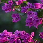 bugenvilia2mal