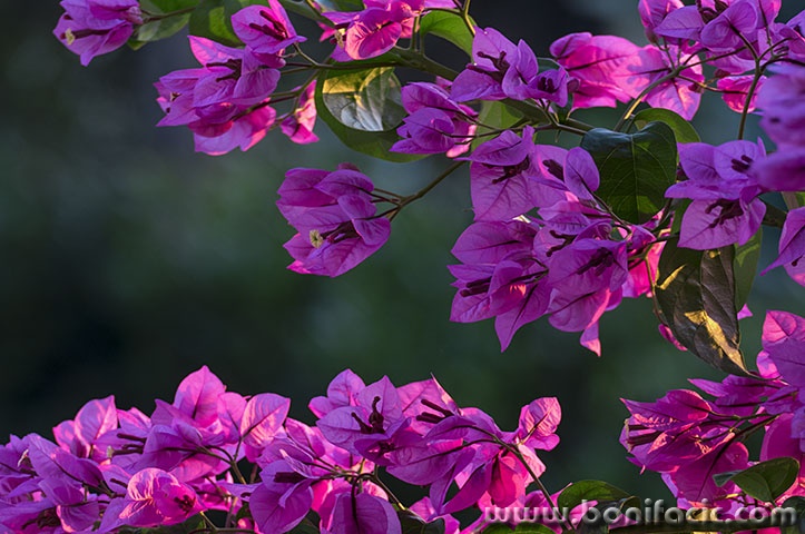 bugenvilia2mal