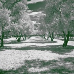 bw___Olive Trees___Punat, Croatia.