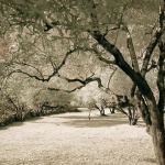 bw___Olives___Punat, Croatia.