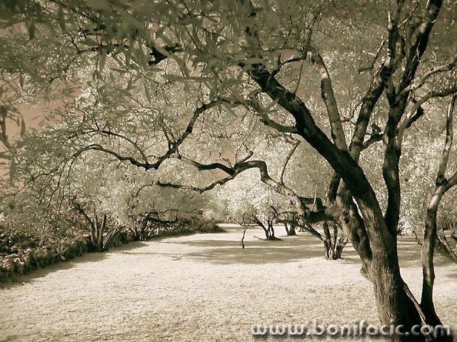 bw___Olives___Punat, Croatia.