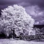 bw___One Tree House___Kampelje, Croatia.
