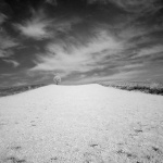 bw___Only One Tree___Kordun, Croatia.