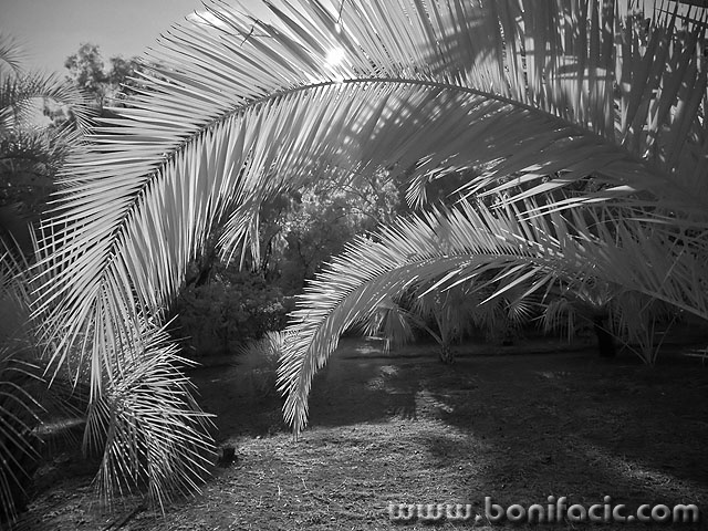 bw___On The Lokrum___Dubrovnik, Crtoatia.