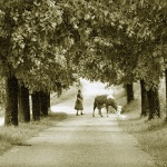 bw___Pastoral___Modrus, Croatia.