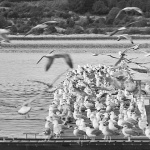 bw___Pearl Harbor___Punat, Croatia.