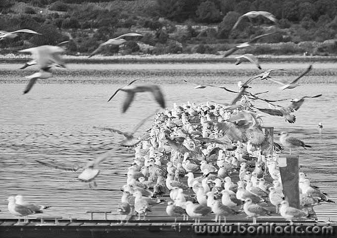 bw___Pearl Harbor___Punat, Croatia.