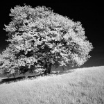 bw___Principal Tree___Brinje, Croatia.