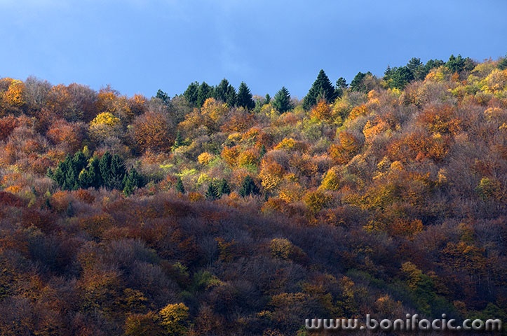 josipdolsumajesen4,mal