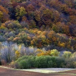 josipdolsumajesen2mal