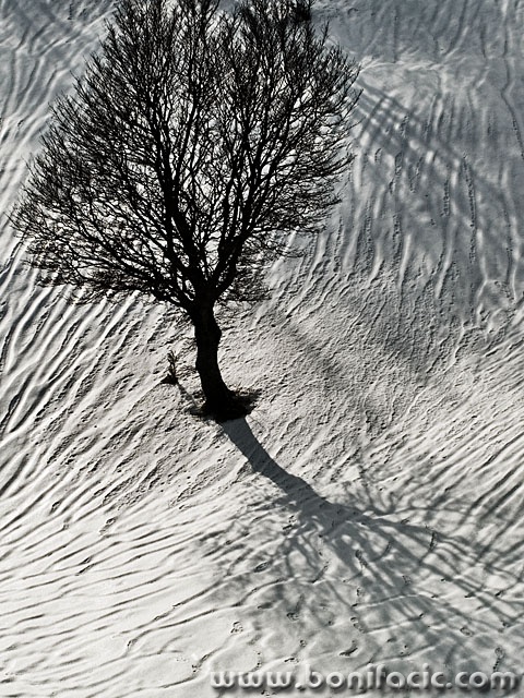 bw___Roots___Mrzla Vodica, Croatia.