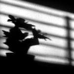 bw___Shadow On The Wall___