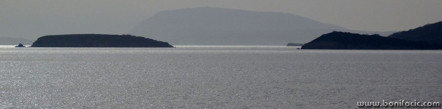 plavnikvalbiskapano1mal