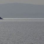 plavnikvalbiskapano1mal