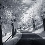 bw___Summer Snow___Modrus, Croatia.