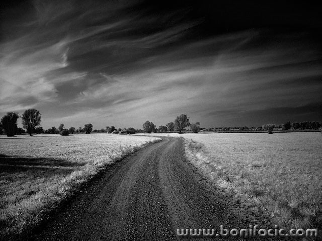 bw___Straight Podravina___Molve, Croatia.