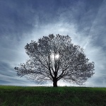 stabloostarijecolor1mal