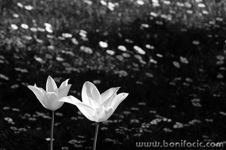 tulipanispehar1BWmal