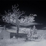 bw___Tree House___Kras, Croatia.