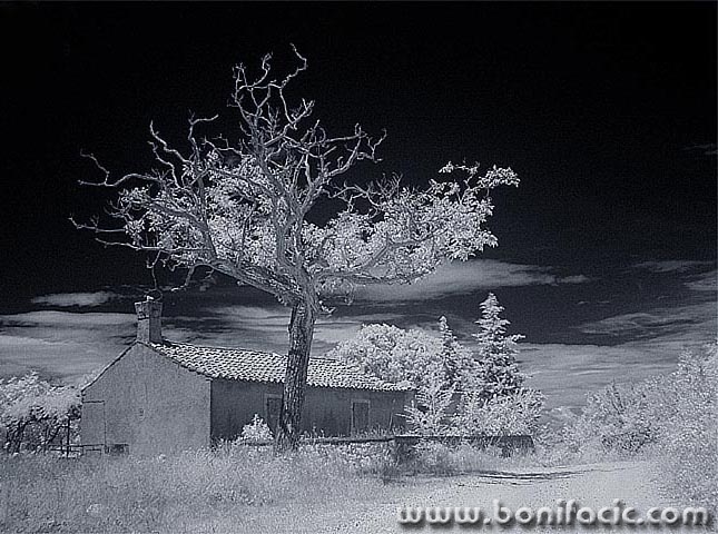 bw___Tree House___Kras, Croatia.