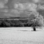 bw___Tree___Istra, Croatia.