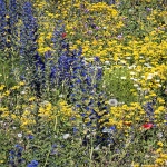 senjrozicekruzni5mal