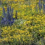 senjrozicekruzni7mal