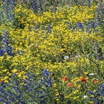 senjrozicekruzni8mal