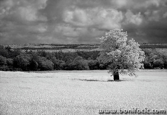 bw___Tree___Istra, Croatia.