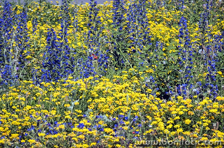 senjrozicekruzni3mal