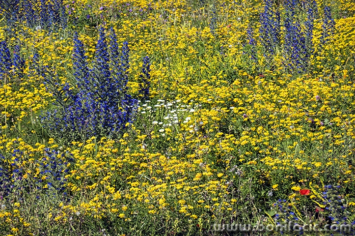 senjrozicekruzni7mal