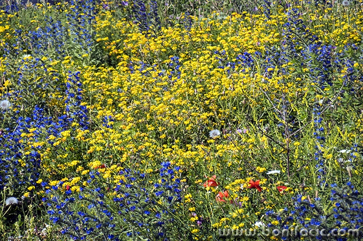 senjrozicekruzni8mal