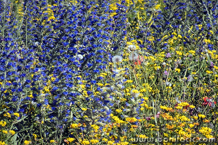 senjrozicekruzni2mal