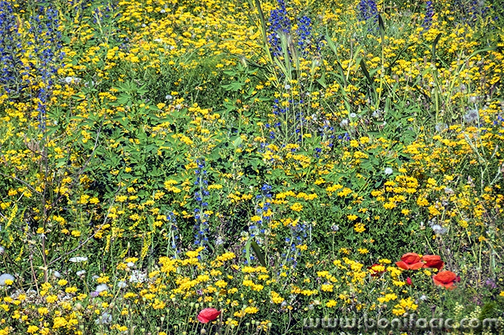 senjrozicekruzni4mal