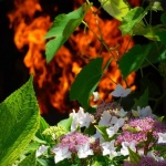 IMG_20240527_223101_copy_480x723