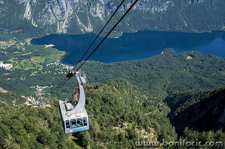 vogel1mal