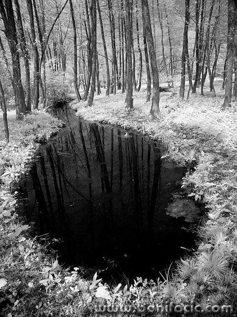 bw___Wellspring In The Wood___Cerovnik, Croatia.