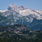 vogel8mal