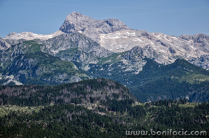 vogel8mal