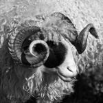 bw___Wool___Josipdol, Croatia.