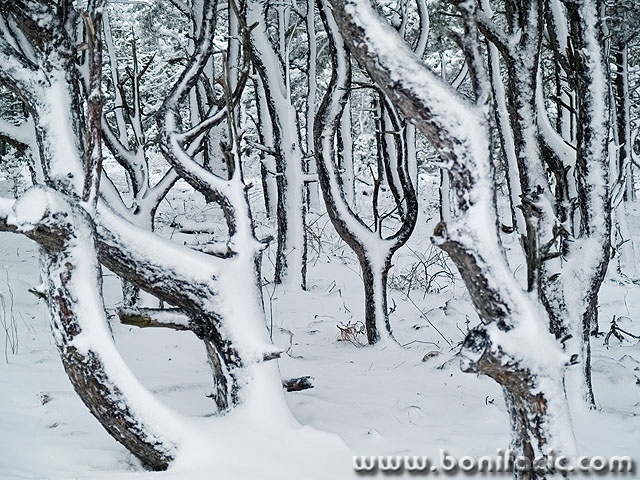 bw___Winter Spook___Baska, Croatia.