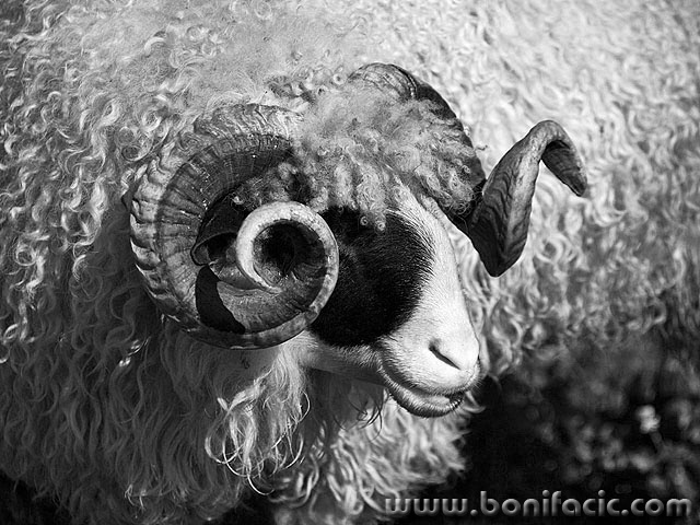 bw___Wool___Josipdol, Croatia.