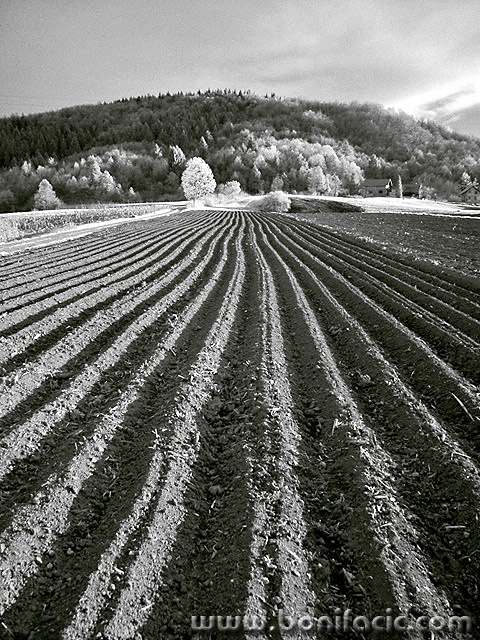 bw___Wrinkled___Sabljaci, Croatia.