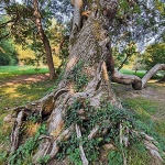 stabloarboretumopeka1mal