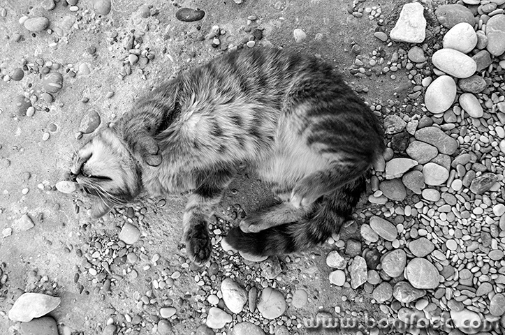 baskamackaplaza3bwmal