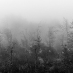 mezlavodicajesen31bwmal