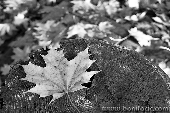 delnicejesenlisce25bwmal