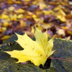 delnicejesenlisce30mal