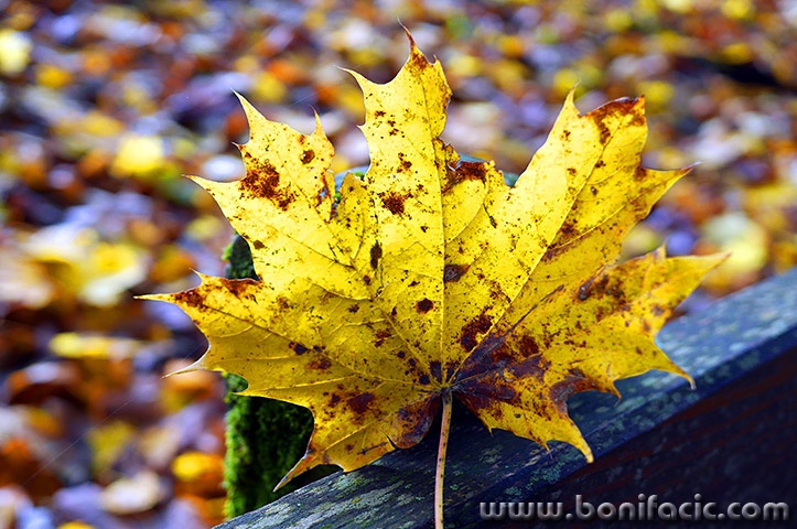 delnicejesenlisce21mal