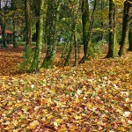 delnicejesenlisce2mal